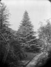 celebrated tree at Plas Coed-coch, Betws-yn-Rhos