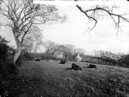 Cattle.at Abersoch