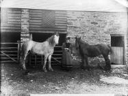 woman with two horses