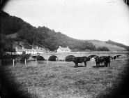 Pontarddyfi, Machynlleth