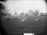 Cattle, Llansanffraidd Deuddwr