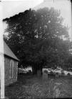 Yew tree in Gwytherin church yard