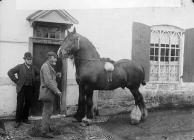 Shire-horse (Mills)