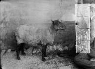 Dr Jones' sheep, Llanboidy