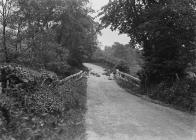 Sheep on road