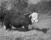 Bull in field