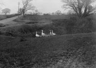 Geese and gosling in field