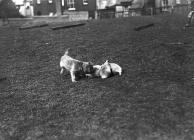 Dog playing with badger cubs