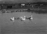 Geese and gosling on pond