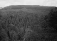Forestry view, Radnorshire