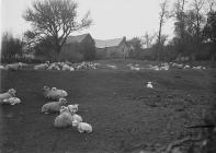 Sheep in a field at Mynachty, Bleddfa