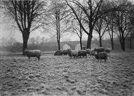 Sheep at Builth Wells