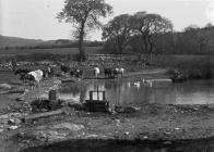 Cows at periphery of a pond with geese and...