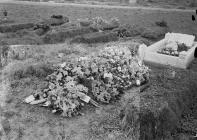 Grave with funeral flowers