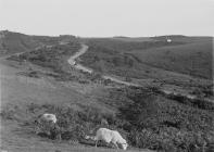 A view of sheep grazing on the moors, Llandrindod