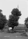 " Arbour tree" Aston on Clun