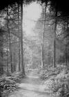 The Warren Wood Radnor Forest