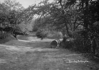 Llanshay pool Knighton