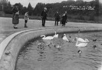 Swans on the lake, Llandrindod Wells