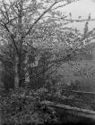 A tree in blossom