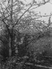 A tree in blossom