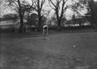 Lady golfer putting