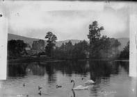 The lake and swans Clun