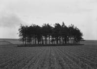  'Druids Circle' near Clun