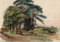 Scotch Fir Trees at Caira (Caerau) - Hawkins,...