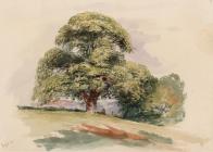 Oak Tree in Summer in Mr Octavius Morgan's...