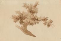 Study of a Tree - Cox, David (OWS, RWS)