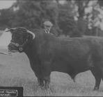 Unknown man and bull, circa 1930s