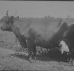 Cow, circa 1930s