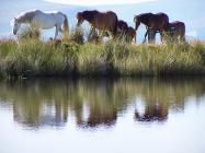 Ponies at Keepers pond above Abergaveny