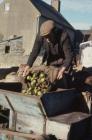 Cider making, Cilgwyn Farm Boughrood, Powys, 1977