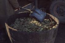 Cider making, Cilgwyn Farm Boughrood, Powys, 1977