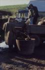 Cider making, Cilgwyn Farm Boughrood, Powys, 1977