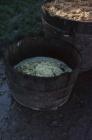 Cider making, Cilgwyn Farm Boughrood, Powys, 1977