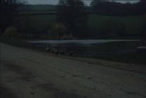 Duck pond, Stocking Farm, Presteigne, Powys, 1977