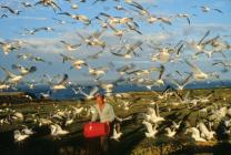 Gull Feeding Frenzy – Skokholm Island