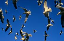 Gull Feeding Frenzy – Skokholm Island