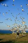 Gull Feeding Frenzy – Skokholm Island