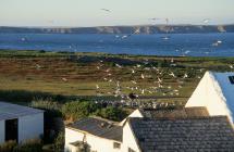 Gull Feeding Frenzy – Skokholm Island