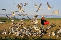 Gull Feeding Frenzy – Skokholm Island