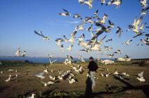 Gull Feeding Frenzy – Skokholm Island