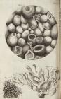 Micrographia Schem 9