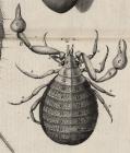 Micrographia Schem 33 fig 2