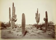 36. Cerens Gigantius Arizona