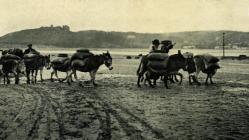 Cockle Gatherers on Ferryside Sands c1906