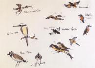 Studies of birds from Lle Cul sketchbook no. 2,...